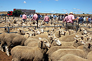 Farmers attend a sheep sale in Tasmania, Australia
